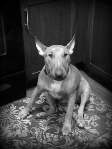 english bull terrier