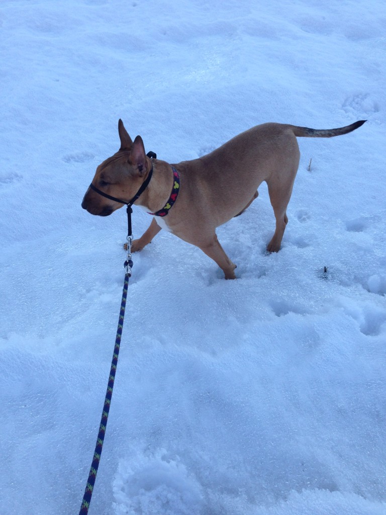 Jordan River Parkway is an ideal spot for Utah Dogs to get out and stretch their legs. Dogs in Utah will appreciate this Dog Park in South Jordan, Utah for its dog-friendly space