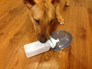 Review for Sport Bottle for Dogs