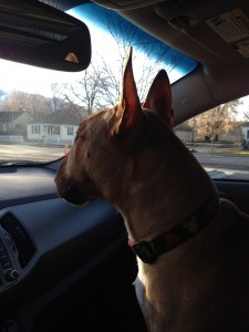 Rocco on his way to Brookside Animal Hostpital