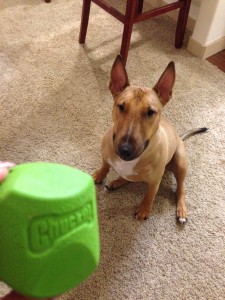 Rocco with his Chuckit! Erratic Rubber Ball Dog Toy