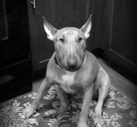 english bull terrier